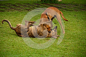 Two dogs playing on the lawn. photo