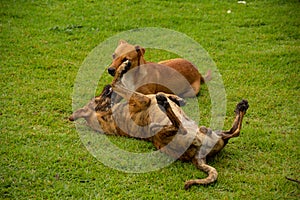 Two dogs playing on the lawn. photo