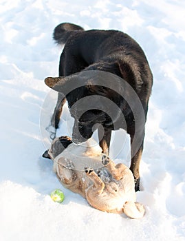 Two dogs playing