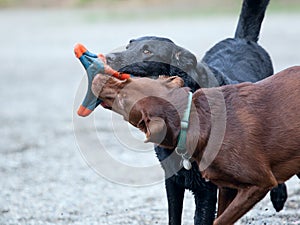 Two dogs playing at a park