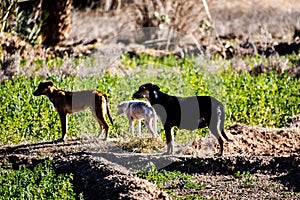 two dogs playing in park, photo as background