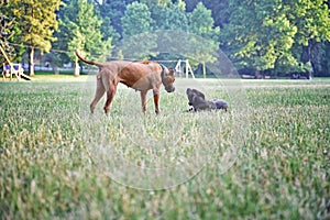 Two dogs playing in the park. Small and big dog. Dog friends.