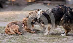 Two dogs are playing. Red and brown doggies bite each other