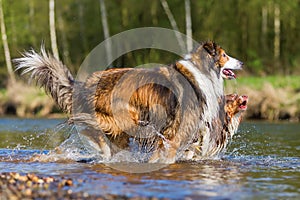 Two dogs playing at the river