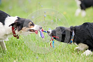 Two dogs playing with rope toy