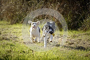 Two dogs playing running for a toy