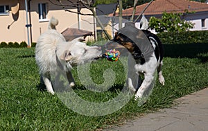 Two dogs playing with the same toy