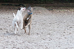 Two dogs playing in the sand