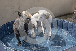 Two dogs playing in a small swimming pool outdoors