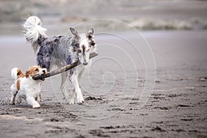 Two dogs playing with a stick on the beach