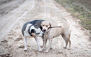 Two dogs playing with a stick in the park