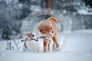 Two dogs playing with a stick in the snow. Pet on nature. Nova Scotia Duck Tolling Retriever and Jack Russell Terrier