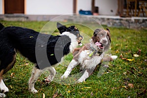 Two dogs playing together