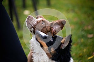 Two dogs playing together