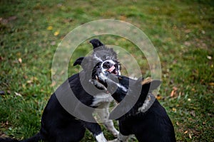 Two dogs playing together