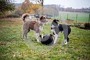 Two dogs playing together