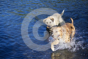 Two dogs playing together in the river