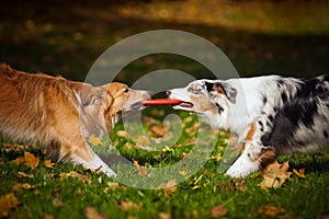 Two dogs playing with a toy together