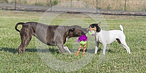 Two Dogs Playing Tug of War in a Pasture