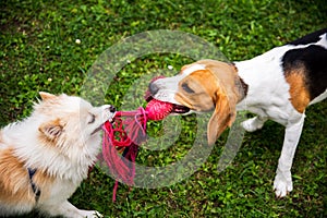 Two dogs playing tug of war with a rope