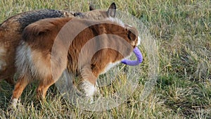 Two dogs playing tug of war toys in nature on green grass. Australian and German Shepherd best friends play puller in