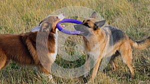 Two dogs playing tug of war toys in nature on green grass. Australian and German Shepherd best friends play puller in