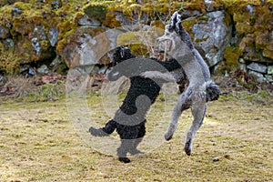 Two dogs playing violently outdoors in springtime 1