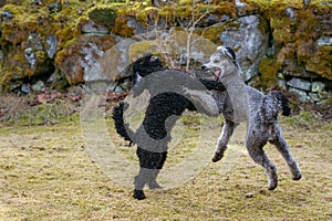 Two dogs playing violently outdoors in springtime 2