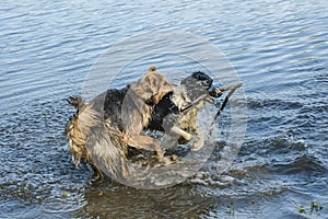 Two Dogs playing in water