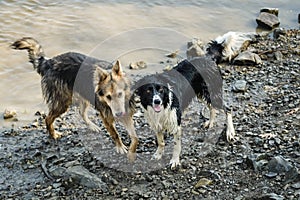 Two Dogs playing in water