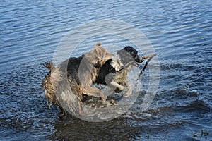 Two Dogs playing in water