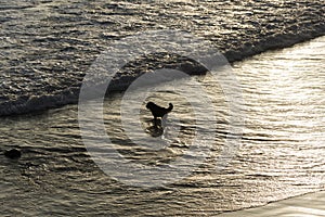 Two Dogs playing in the water of Ondina beach photo