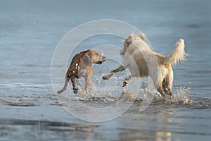 Two dogs playing in the water, waterdrops splashing on the beach
