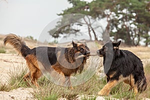 Two dogs playing with a wooden stick