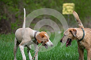 Two dogs playing with wooden stick on the meadow. Mixed breed and foxterrier