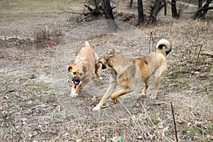 Two dogs playing in the woods