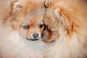 Two dogs Pomeranian Spitz gently touching by their noses at sunny summer day