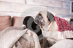 Two dogs pug looking owner at home sitting on the sofa under covers - healthy domestic animal life