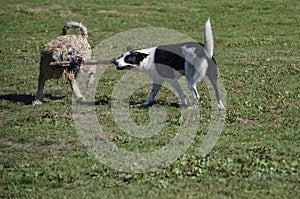 Two dogs pull on the same stick