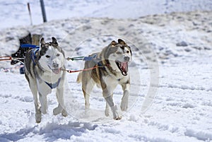Two dogs at race in winter, Moss pass, Switzerland