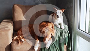 Two dogs relax on a tan sofa, a moment of friendship captured indoors