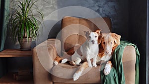 Two dogs relax on a tan sofa, a moment of friendship captured indoors