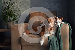 Two dogs relax on a tan sofa, a moment of friendship captured indoors