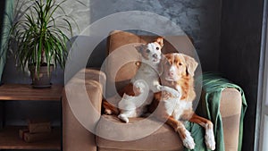 Two dogs relax on a tan sofa, a moment of friendship captured indoors