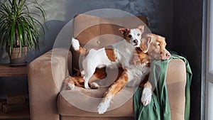 Two dogs relax on a tan sofa, a moment of friendship captured indoors