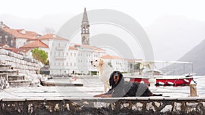 Two dogs rest on a pier, old European buildings in the mist