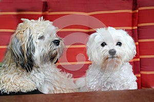 Two dogs resting on a garden chair