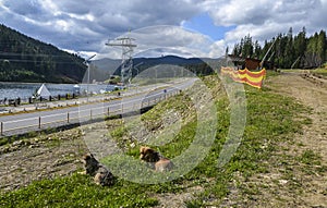 Two dogs resting near Lake of Youth in popular Bukovel ski resort in summer. Carpathians