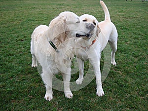 Two dogs retriever and labrador play on green grass