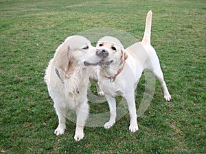 Two dogs retriever and labrador play on green grass